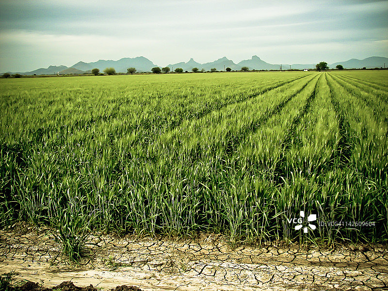 小麦播种图片素材