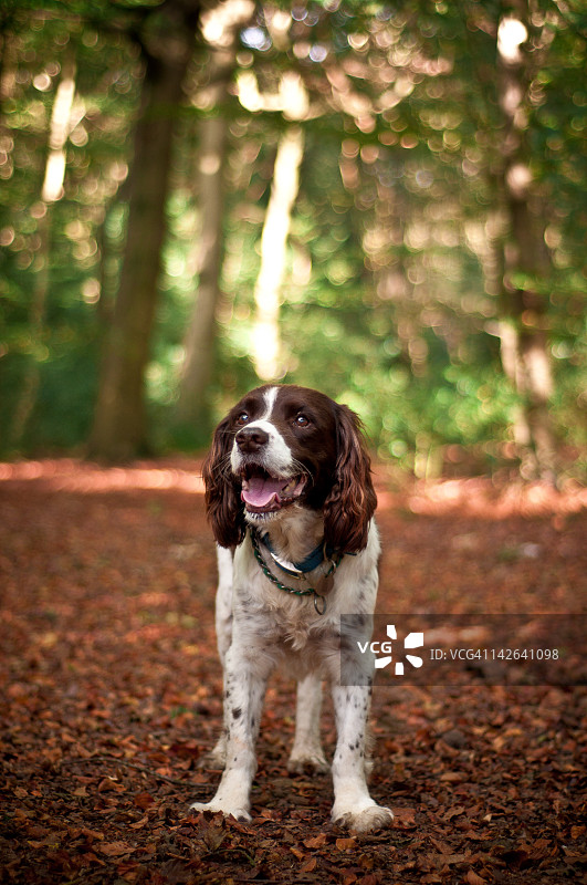 英国施普林格猎犬图片素材