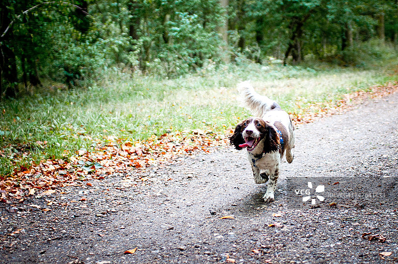在小路上奔跑的英国激飞猎犬图片素材