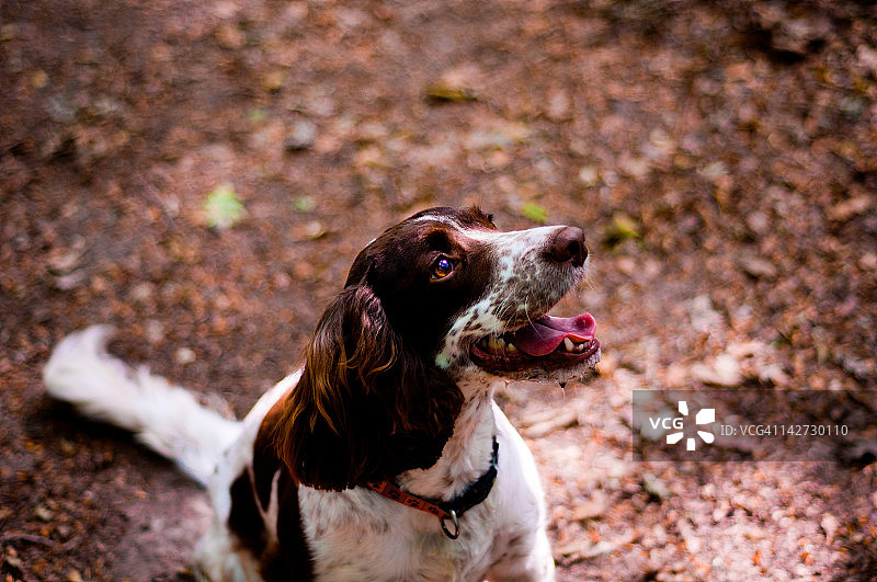 英国激飞猎犬图片素材