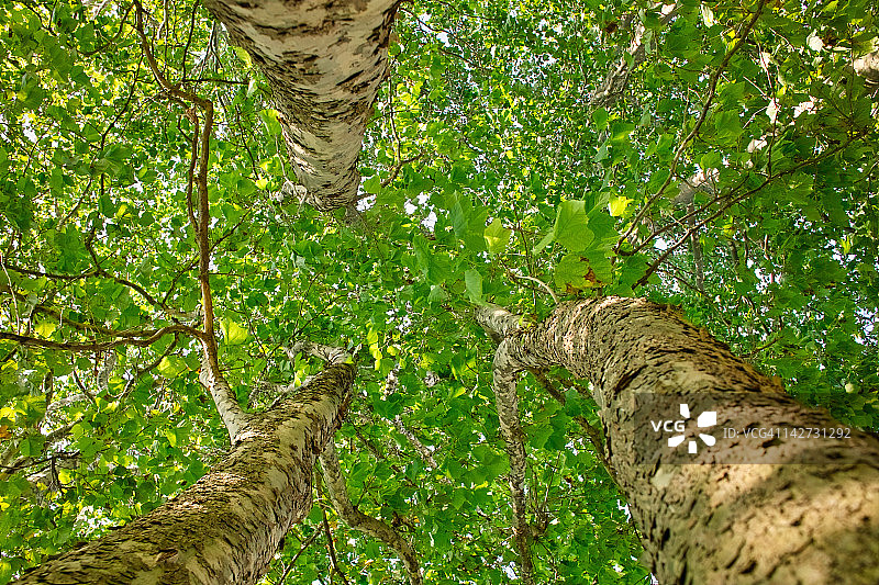 三棵树图片素材