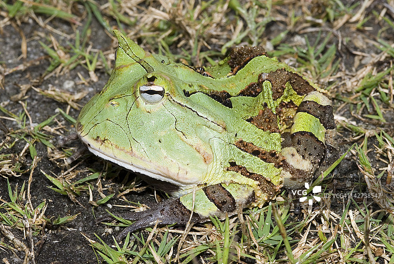 苏里南角蛙图片素材