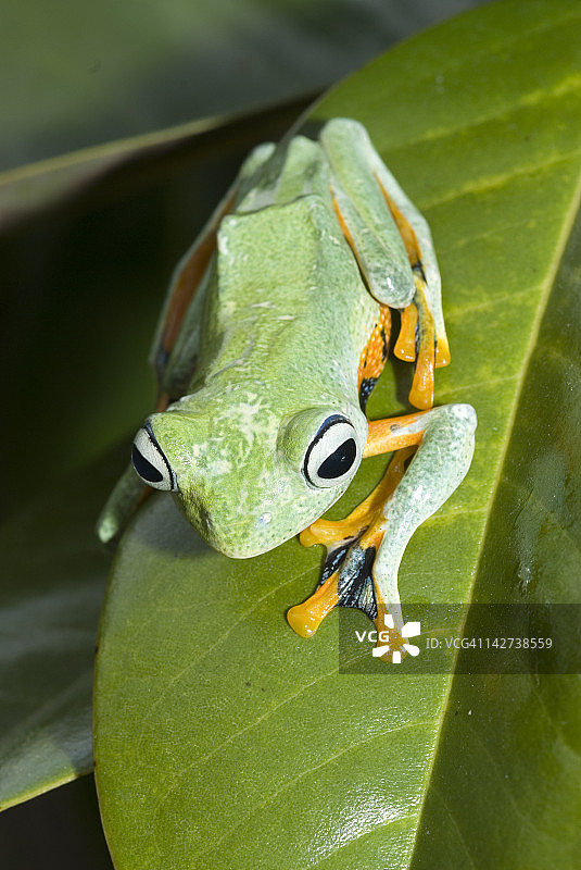 婆罗洲蓝蹼飞蛙图片素材