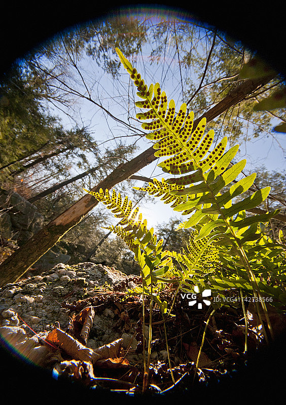带蕨类植物的森林地面的鱼眼视图图片素材