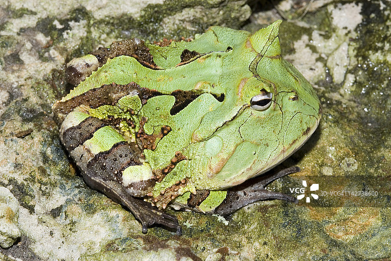 苏里南角蛙图片素材