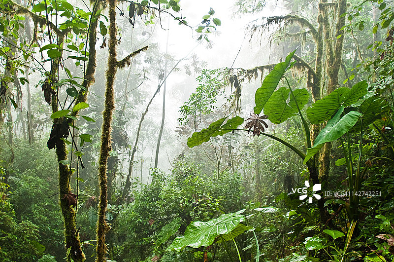 厄瓜多尔马什皮云雾森林图片素材