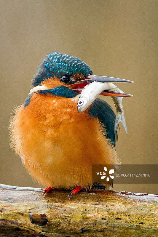 翠鸟栖息在银鱼上图片素材