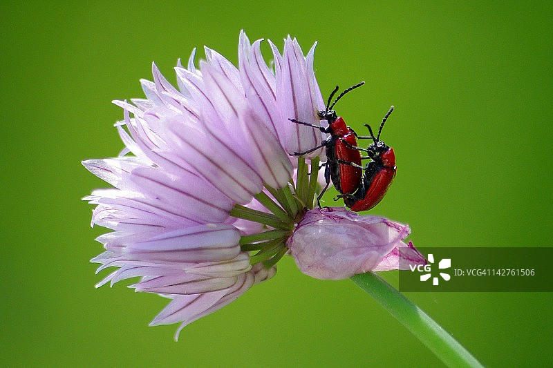 猩红百合甲虫图片素材