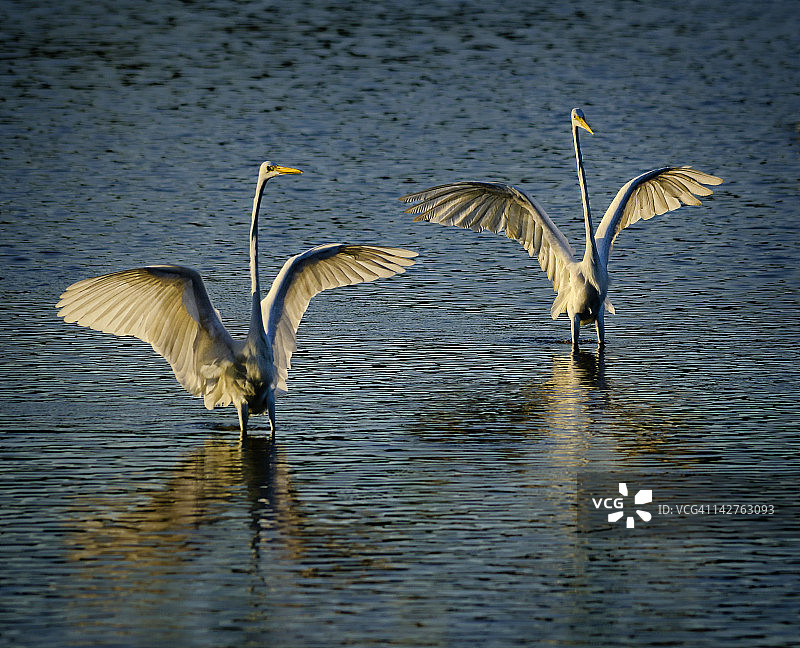 大白鹭图片素材