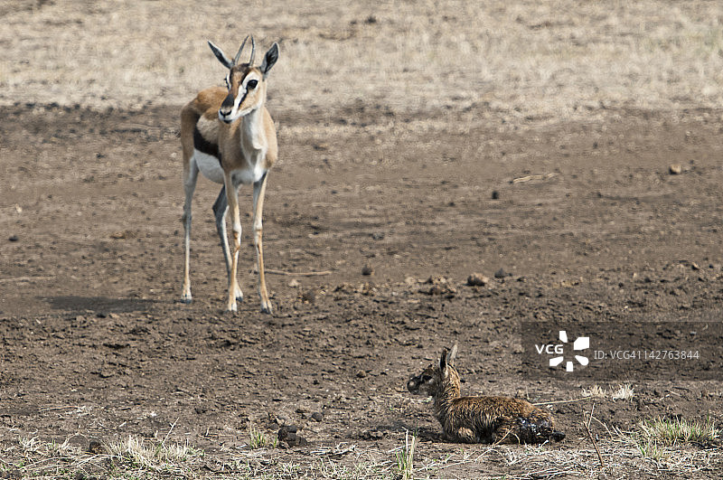 鹿和幼鹿图片素材