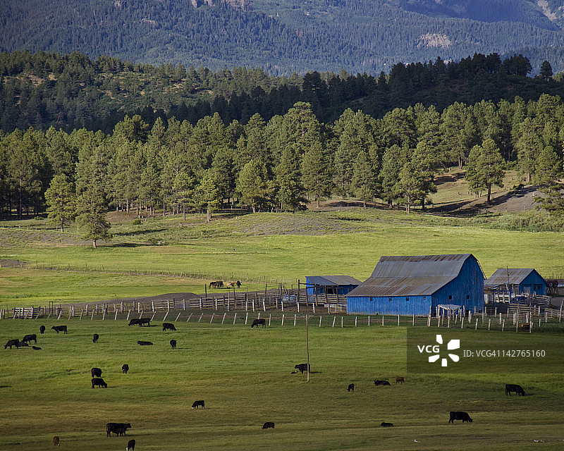 田野和蓝色谷仓中的动物图片素材