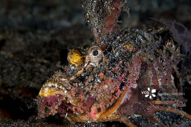 魔鬼蓑鲉图片素材