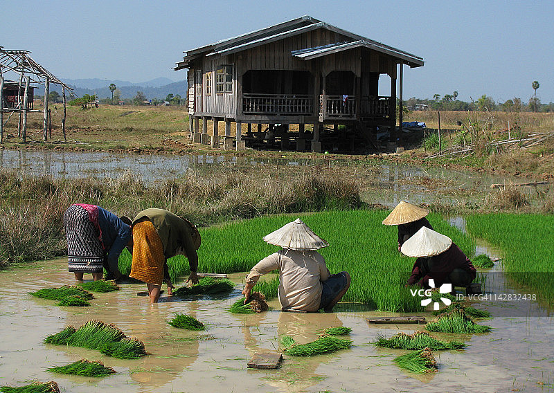 水稻种植者图片素材