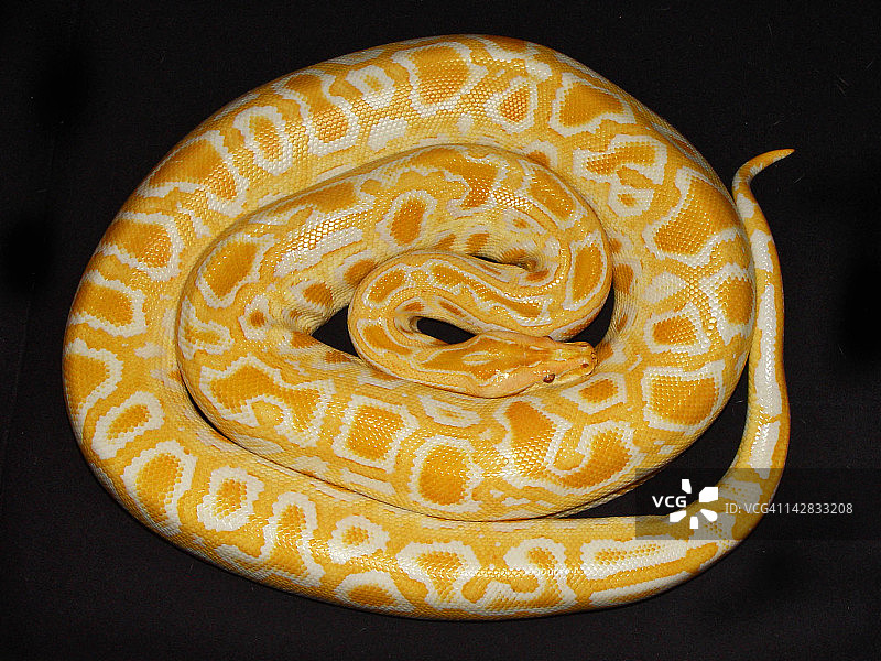 缅甸蟒图片素材
