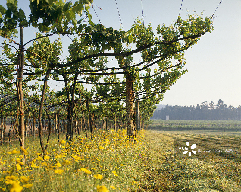 绿酒葡萄藤，杜罗河谷，葡萄牙绿岸图片素材