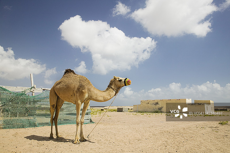 阿曼沙奇亚地区：骆驼和房屋图片素材