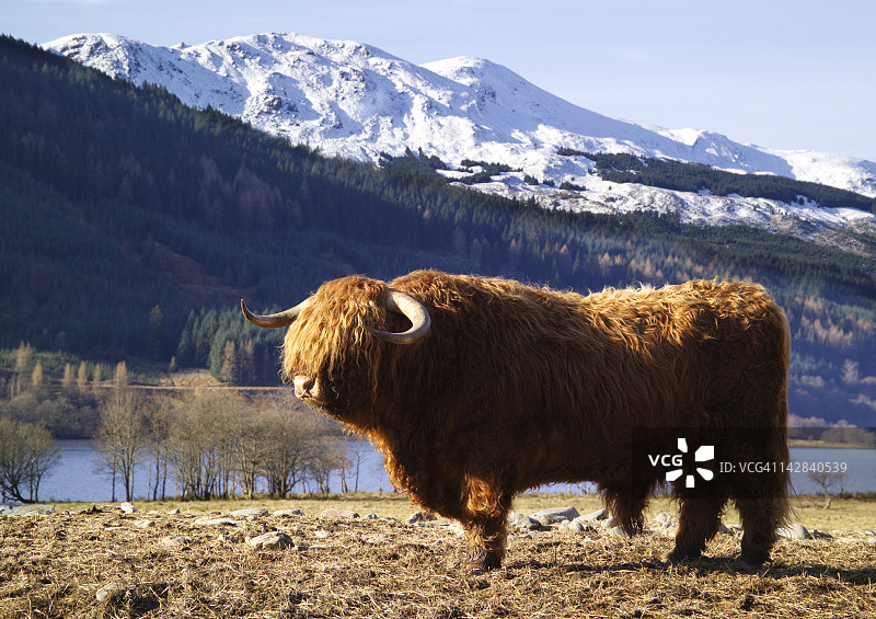 苏格兰高地牛图片素材