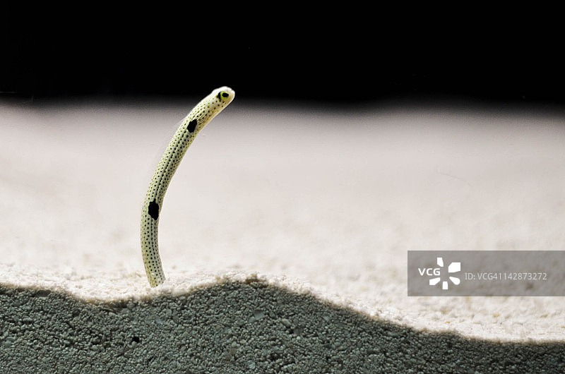 花园鳗图片素材