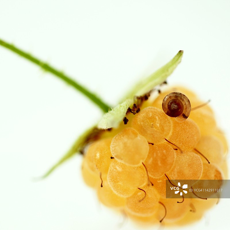 黄色覆盆子和蜗牛图片素材
