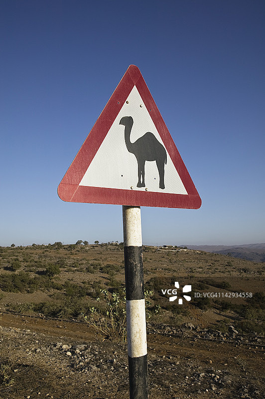 阿曼佐法尔地区塞拉莱：佐法尔山脉中的骆驼穿行标志图片素材