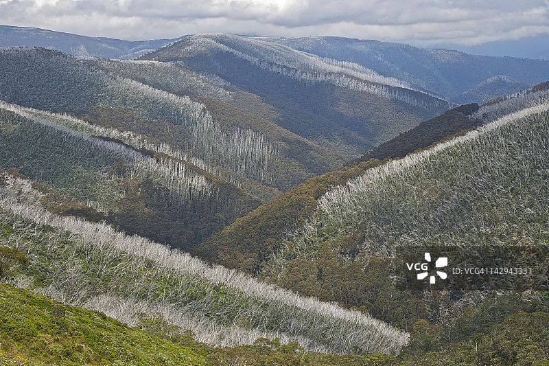 烧毁森林的再生图片素材