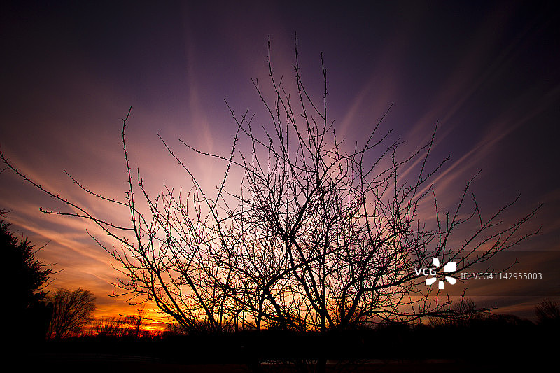 日落时分的树木剪影图片素材