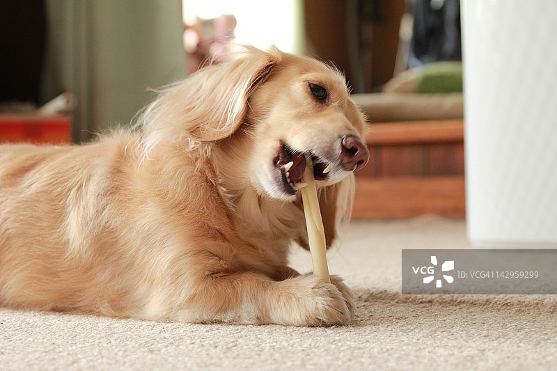 狗狗吃零食图片素材