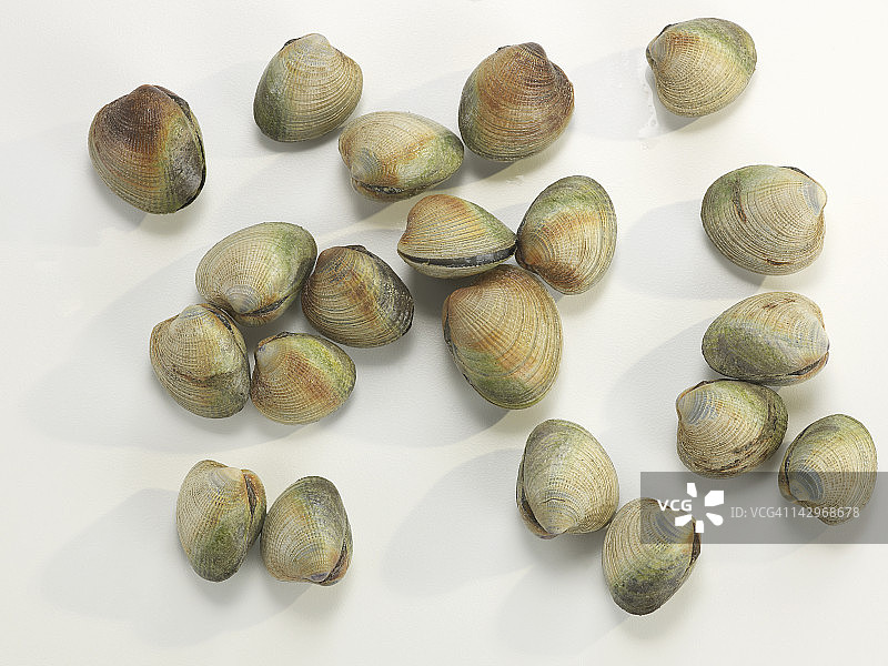 新鲜蛤蜊图片素材