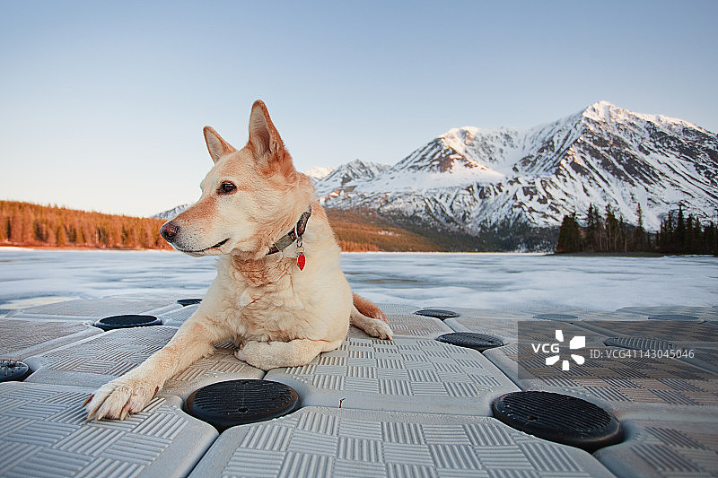 浮动码头上的狗图片素材