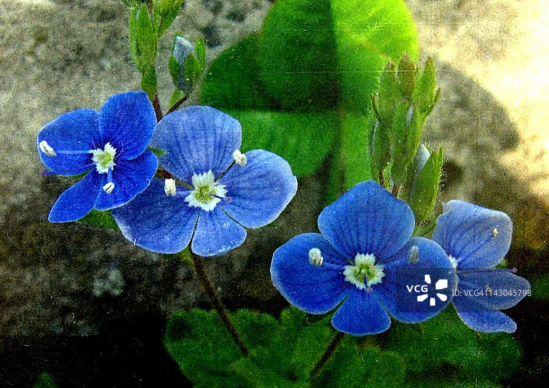 婆婆纳花图片素材