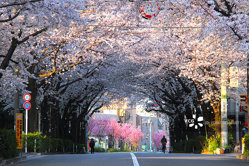 樱花隧道图片素材