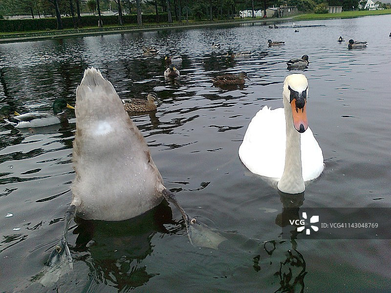 疣鼻天鹅与湖中的鸭子图片素材