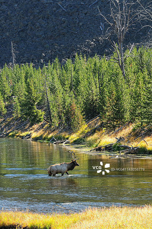 麋鹿过河图片素材