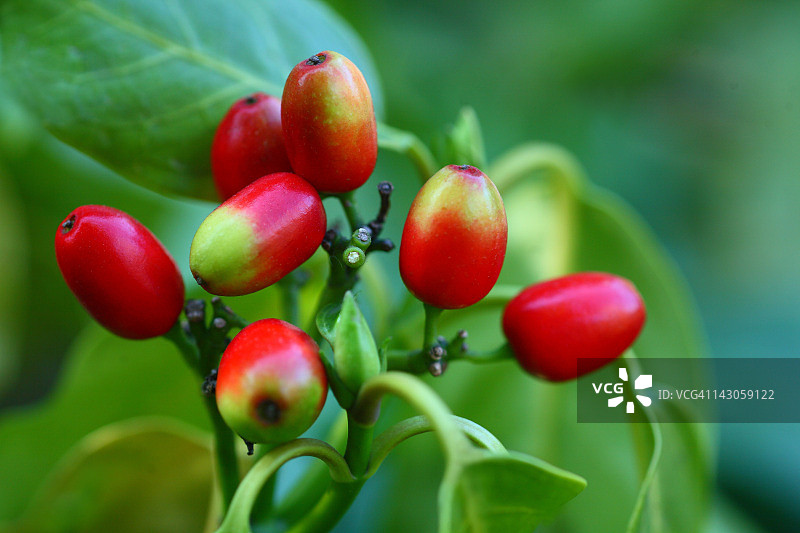 日本青木果图片素材