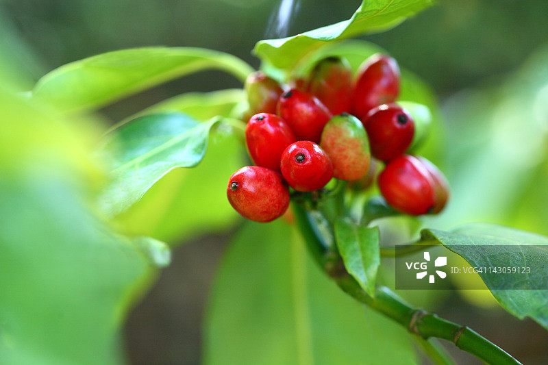 日本青木果图片素材