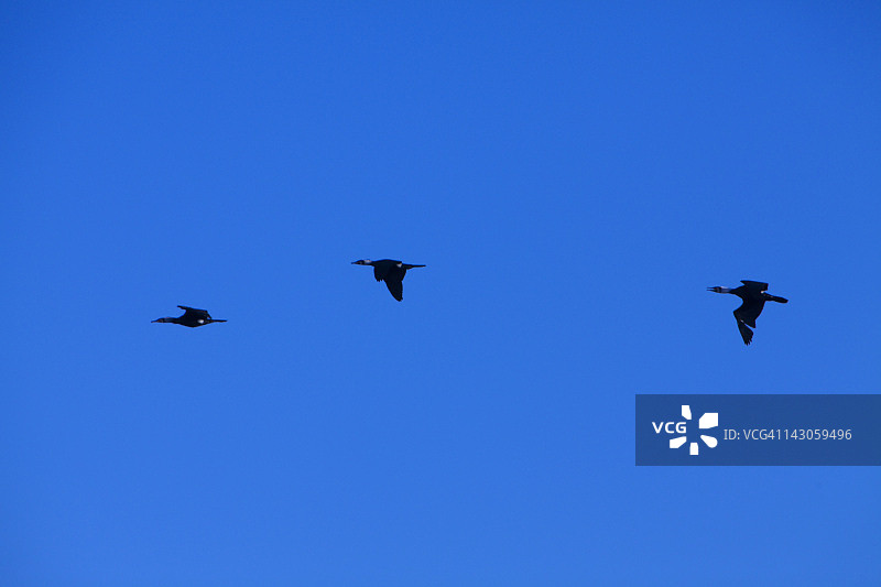 鸬鹚群图片素材