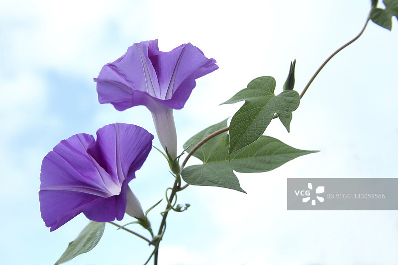 牵牛花图片素材