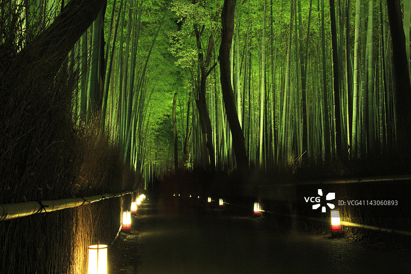 光照下的竹林图片素材