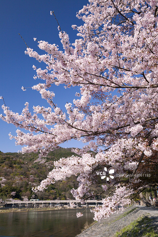 春季渡月桥和保津川图片素材
