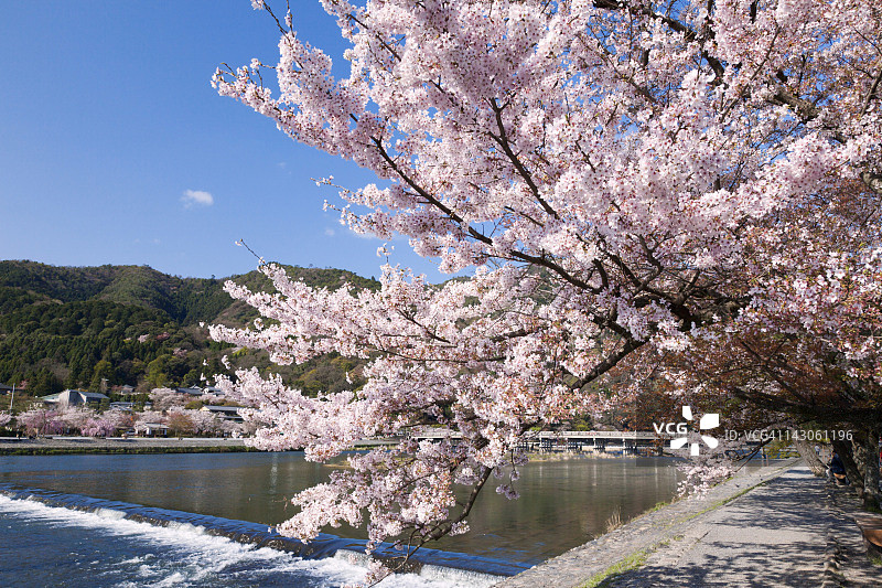 春季渡月桥和保津川图片素材