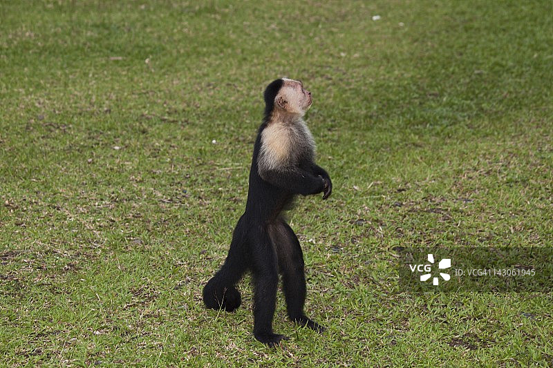 哥伦比亚戈尔戈纳岛卷尾猴图片素材