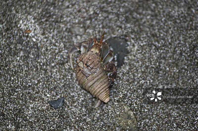 哥伦比亚戈尔戈纳群岛的寄居蟹图片素材