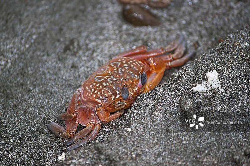 哥伦比亚戈尔戈纳岛红蟹图片素材