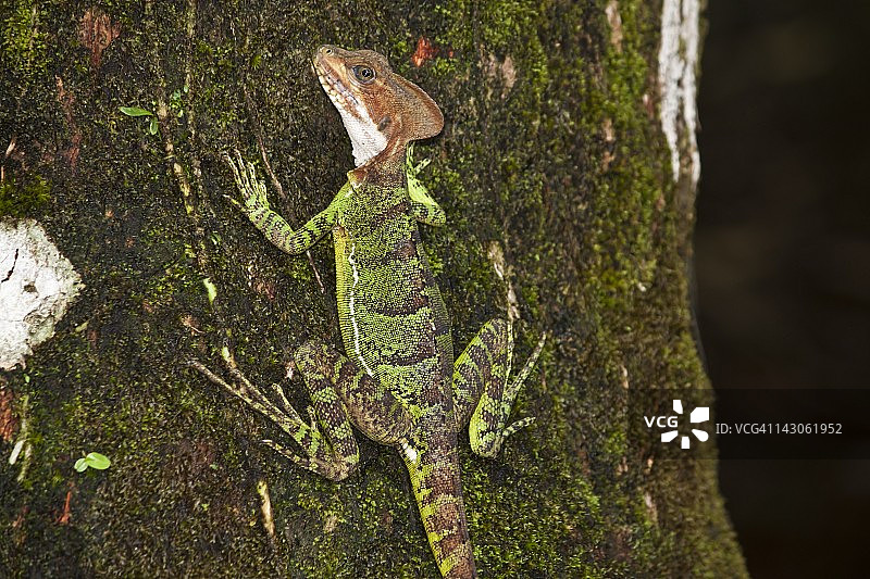 哥伦比亚戈尔戈纳岛树上的蛇怪蜥蜴图片素材