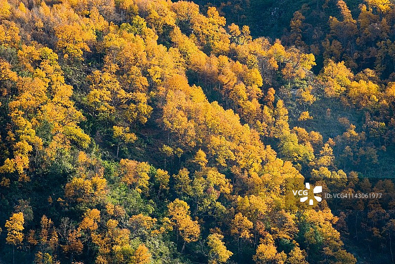 智利塔尔卡梅拉多的橡树林图片素材