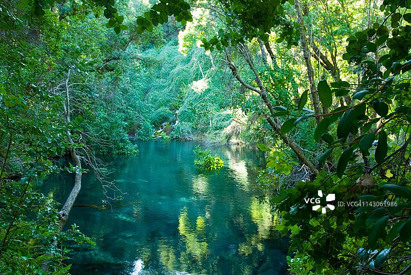塔尔卡智利本地森林图片素材