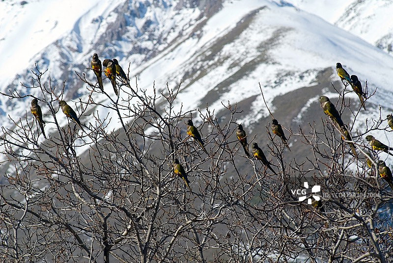 智利塔尔卡的鹦鹉图片素材