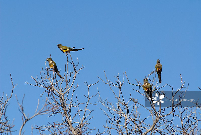 智利塔尔卡的鹦鹉图片素材