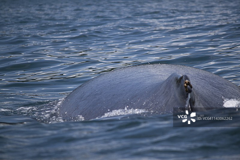 座头鲸，戈尔戈纳群岛，哥伦比亚图片素材