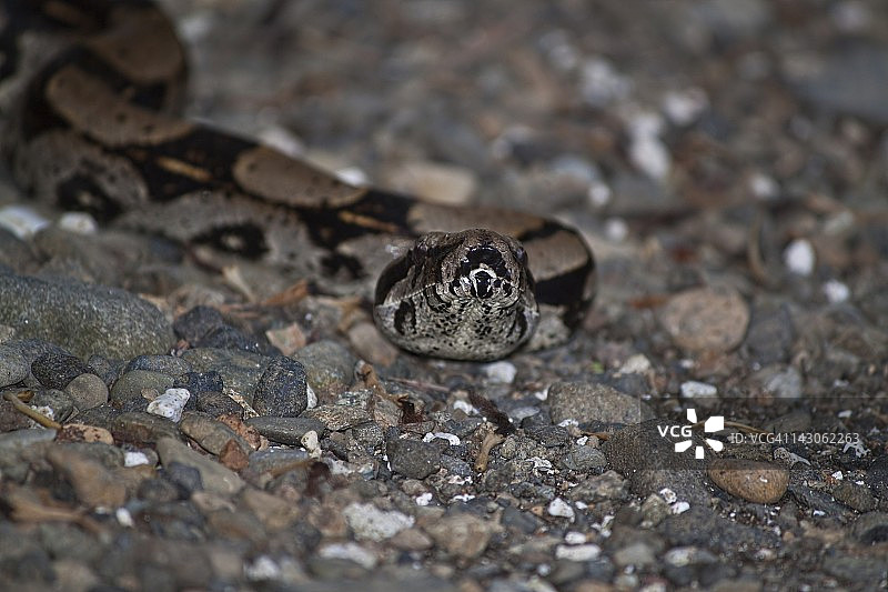 哥伦比亚戈尔戈纳群岛的红尾蚺图片素材